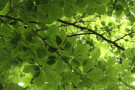 Beech Leaves, Whinfell Forest